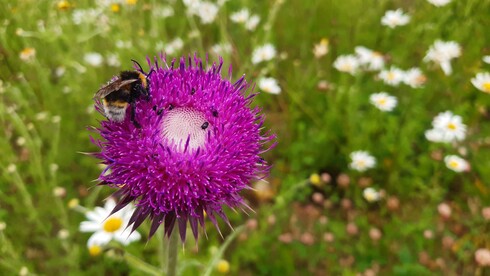 Hummel und andere Insekten auf lilafarbener Blüte