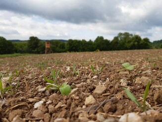 Ackerboden in Nahaufnahme aus dem kleine grüne Sprösslinge sprießen