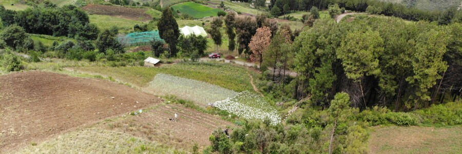 Dynamische Agroforstparzelle mit vielfältig bepflanzten Bäumen wächst am Rande noch bestehender Waldflächen zur Wiederaufforstung