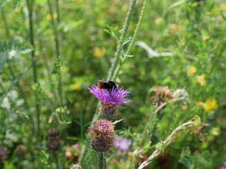 Eine Steinhummel mit rotem Hinterteil sitzt auf einer Blume