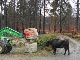 Ein Wisent erkundet neugierig zwei Strohballen