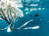 Plastikmüll schwimmt an Wasseroberfläche 