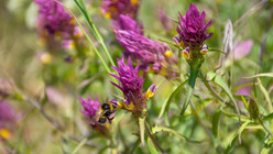 Die lila Blüten des Acker-Wachtelweizen ziehen Wildbienen an.