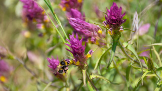 Die lila Blüten des Acker-Wachtelweizen ziehen Wildbienen an.