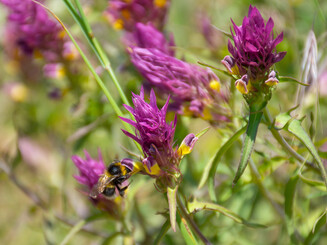 Lila Blüten des Acker-Wachtelweizen mit Hummel