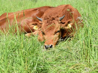 Zwei Murnau-Werdenfelser Kälber liegen bei Sonnenschein auf einer Weide und ruhen sich aus