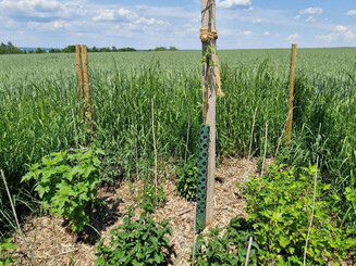 Beispielhafte Insel-Bepflanzung mit Agroforst