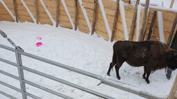 Zwei Wisente stehen im Schnee in einer Fanganlage