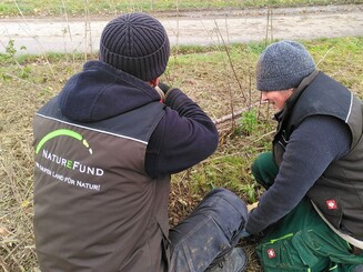 Zwei Mitarbeiter der Naturschutzorganisation Naturefund pflanzen Setzlinge in eine gerade entstehende Dynamische Agroforst-Reihe