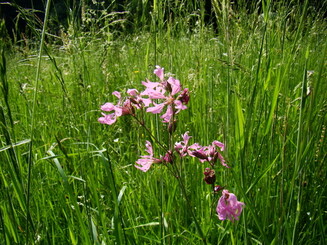 Kuckucks-Lichtnelke blüht auf einer Blühwiese