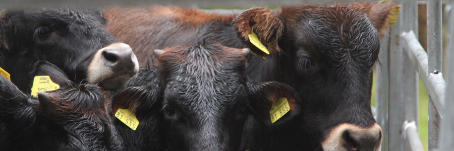 Kälber von Taurusrindern in Nahaufnahme