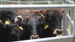 Kälber von Taurusrindern in Nahaufnahme