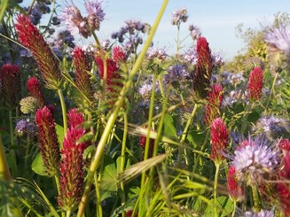 Viele verschiedene bunte Blüten wachsen auf engen Raum