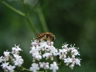 Gelbbindige Furchenbiene sitzt auf weißen Blüten