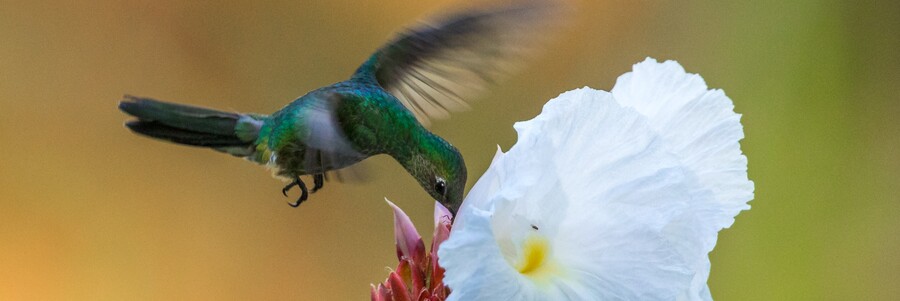 Kolibri trinkt im Fliegen Nektar aus einer weißen Blüte