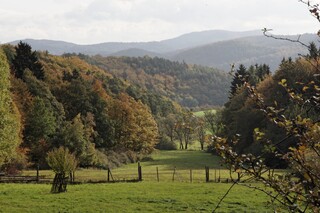 Laubmischwald