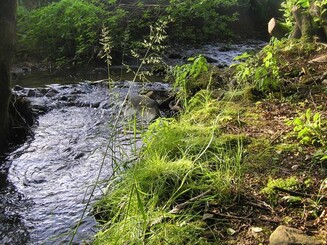 Bachlauf 
