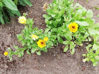 Blühende Blume mit gelben Blüten