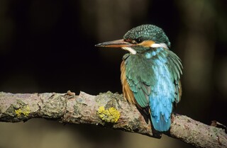 Eisvogel