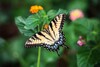 Schwarz-weißer Schmetterling sitzt mit gespreizten Flügeln auf Pflanze