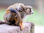 Kleines Totenkopfäffchen sitzt auf Rücken seiner Mutter