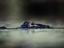 Schnauze und Augen eines Krokodils schauen aus Wasser heraus