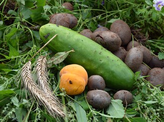 Geerntetes Gemüse aus dem Dynamischen Agroforst liegt auf dem Boden