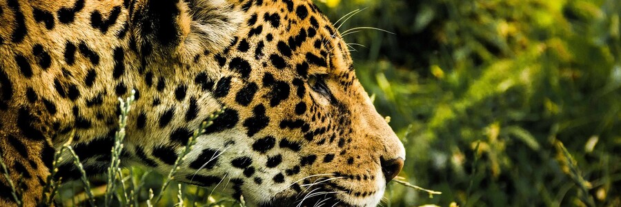 Kopf eines Jaguars im seitlichen Profil