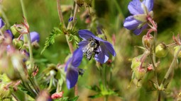 Eine Biene saugt Nektar aus einer Blüte