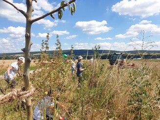 Menschen arbeiten auf einer landwirtschaftlichen Parzelle, die mittels der Anbaumethode Dynamischer Agroforst bewirtschaftet wird