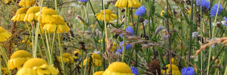 Viele verschiedene Wildblumen wachsen auf Ackerrandstreifen