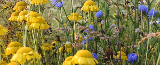 Bunte Wildlbumenwiese