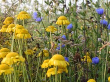 Viele verschiedene Wildblumen wachsen auf Ackerrandstreifen