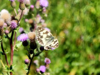 Schachbrettfalter sitzt auf lila Ackerkratzdistel auf einer Wiese
