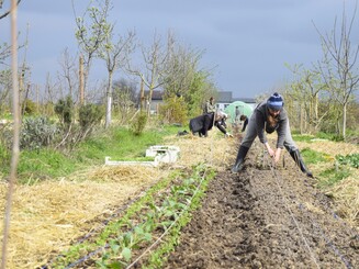 Eine Dynamische Agroforstreihe wird von verschiedenen Personen bepflanzt
