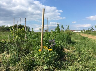 Dynamische Agroforst Parzelle auf einem Acker in Wiesbaden