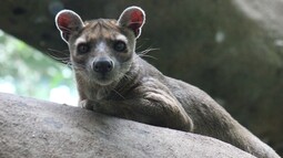Fossa auf Baum 