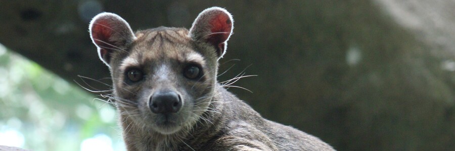 Fossa auf Baum 