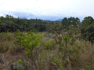 Reste von Wald an Flächen ohne Vegetation