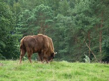 Wisent steht auf Wiese vor Wald