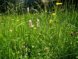 Auf Blühwiese wachsen viele verschiedene Blumen und Gräser