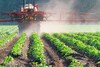 Pestizide werden mithilfe eines Traktors auf einem Feld mit Kulturpflanzen verteilt