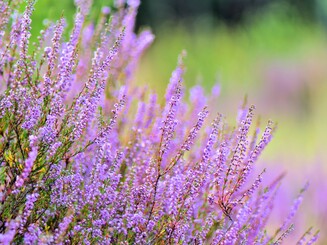 Lila Blüten des Heidekrauts