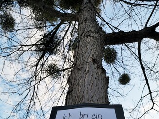 Aktionsplakat gegen Misteln an Baum