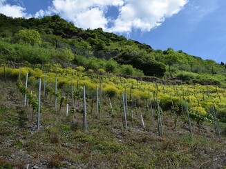 Weinbergsflächen an den Steilhängen der Dörscheider Heide