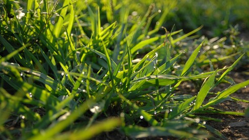 Gras mit Morgentau