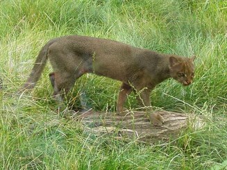 Jaguarundis