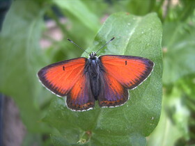 Schmetterling