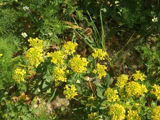 Insekt auf Blüte