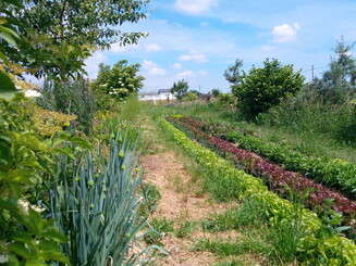 Dynamische Agroforst-Reihe in Wiesbaden Erbenheim